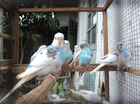 Cara Beternak Burung Parkit yang Sukses